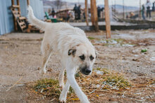 RAFFAELLO, Hund, Mischlingshund in Blekendorf - Bild 4