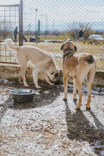 RAFFAELLO, Hund, Mischlingshund in Blekendorf - Bild 5
