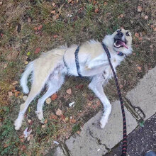 RAFFAELLO, Hund, Mischlingshund in Blekendorf - Bild 6