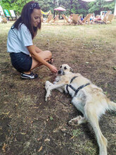 RAFFAELLO, Hund, Mischlingshund in Blekendorf - Bild 7