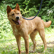 FRODO, Hund, Jindo-Mix in Korea (Südkorea) - Bild 1