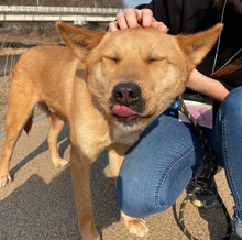 FRODO, Hund, Jindo-Mix in Korea (Südkorea) - Bild 2