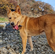 FRODO, Hund, Jindo-Mix in Korea (Südkorea) - Bild 3