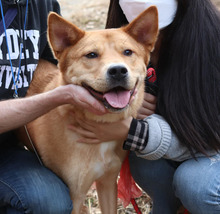 FRODO, Hund, Jindo-Mix in Korea (Südkorea) - Bild 4