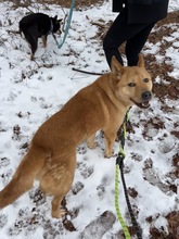 FRODO, Hund, Jindo-Mix in Korea (Südkorea) - Bild 5