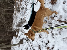 FRODO, Hund, Jindo-Mix in Korea (Südkorea) - Bild 6