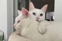 BOWIE, Katze, Siam-Mix in Dortmund - Bild 2