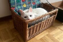 MOON, Katze, Siam-Mix in Dortmund - Bild 5