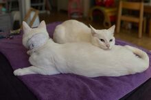 MOON, Katze, Siam-Mix in Dortmund - Bild 8