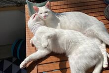 MOON, Katze, Siam-Mix in Dortmund - Bild 9