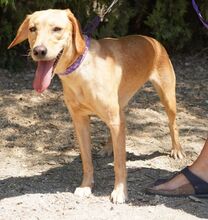 LORRIE, Hund, Mischlingshund in Zypern - Bild 16