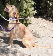 LORRIE, Hund, Mischlingshund in Zypern - Bild 2