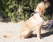 LORRIE, Hund, Mischlingshund in Zypern - Bild 3