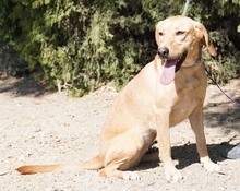 LORRIE, Hund, Mischlingshund in Zypern - Bild 5