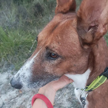 GITANO, Hund, Podenco-Mix in Spanien - Bild 2