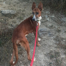 GITANO, Hund, Podenco-Mix in Spanien - Bild 3