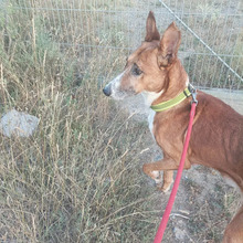 GITANO, Hund, Podenco-Mix in Spanien - Bild 4