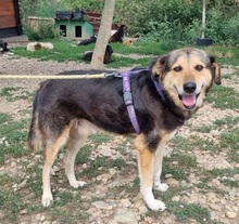 BIMBO, Hund, Mischlingshund in Sehnde