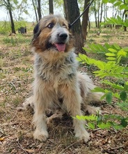 ELLINOR, Hund, Mischlingshund in Rumänien - Bild 3