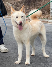 BOOYONG, Hund, Korea Jindo Dog-Mix in Korea (Südkorea) - Bild 1