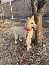 BOOYONG, Hund, Korea Jindo Dog-Mix in Korea (Südkorea) - Bild 2