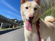 BOOYONG, Hund, Korea Jindo Dog-Mix in Korea (Südkorea) - Bild 3