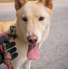 BOOYONG, Hund, Korea Jindo Dog-Mix in Korea (Südkorea) - Bild 5