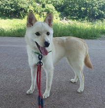 THYME, Hund, Mischlingshund in Korea (Südkorea) - Bild 1