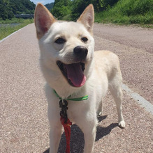 THYME, Hund, Mischlingshund in Korea (Südkorea) - Bild 2