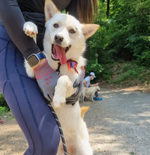 THYME, Hund, Mischlingshund in Korea (Südkorea) - Bild 3