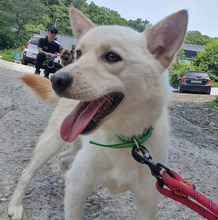 THYME, Hund, Mischlingshund in Korea (Südkorea) - Bild 4