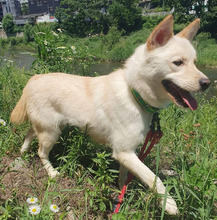 THYME, Hund, Mischlingshund in Korea (Südkorea) - Bild 6