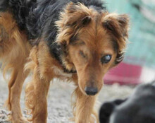 MARINKO, Hund, Mischlingshund in Kroatien - Bild 3