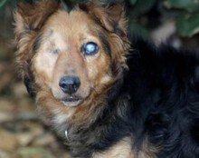 MARINKO, Hund, Mischlingshund in Kroatien - Bild 6