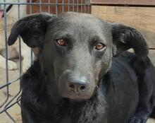 GERDA, Hund, Mischlingshund in Kroatien - Bild 1