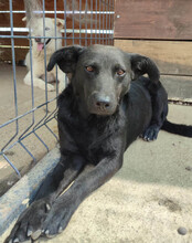 GERDA, Hund, Mischlingshund in Kroatien - Bild 2