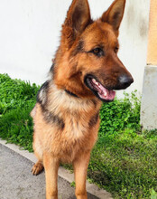 TIA, Hund, Deutscher Schäferhund-Mix in Kroatien - Bild 3