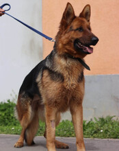 TIA, Hund, Deutscher Schäferhund-Mix in Kroatien - Bild 7