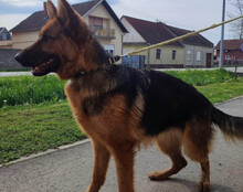 TIA, Hund, Deutscher Schäferhund-Mix in Kroatien - Bild 9