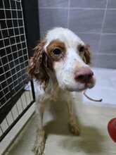 RANA, Hund, English Springer Spaniel in Korea (Südkorea) - Bild 2