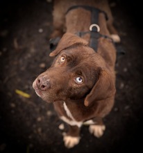 GIANDUIA, Hund, Mischlingshund in Rumänien - Bild 1