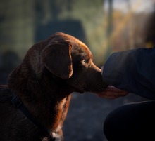 GIANDUIA, Hund, Mischlingshund in Rumänien - Bild 10