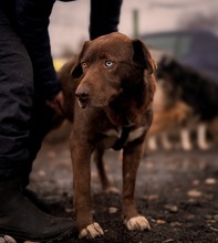 GIANDUIA, Hund, Mischlingshund in Rumänien - Bild 11