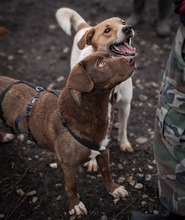 GIANDUIA, Hund, Mischlingshund in Rumänien - Bild 12