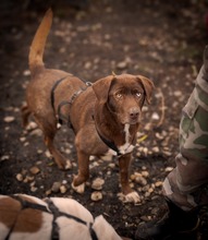 GIANDUIA, Hund, Mischlingshund in Rumänien - Bild 13