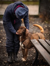 GIANDUIA, Hund, Mischlingshund in Rumänien - Bild 14