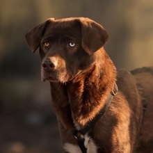 GIANDUIA, Hund, Mischlingshund in Rumänien - Bild 15