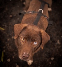 GIANDUIA, Hund, Mischlingshund in Rumänien - Bild 2