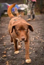 GIANDUIA, Hund, Mischlingshund in Rumänien - Bild 6