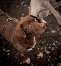 GIANDUIA, Hund, Mischlingshund in Rumänien - Bild 8